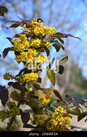 Grappes jaunes de Mahonia x wagneri 'Pinnacle' (raisin de l'Oregon) fleurs cultivées dans une frontière à RHS Garden Harlow Carr, Harrogate, Yorkshire.Angleterre, Royaume-Uni. Banque D'Images