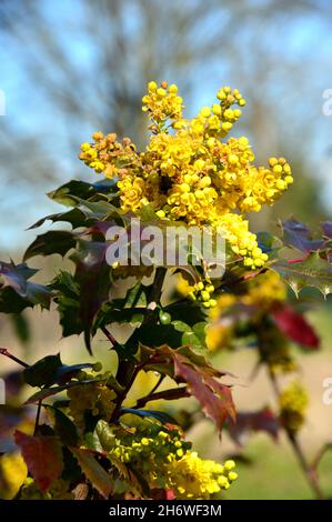 Grappes jaunes de Mahonia x wagneri 'Pinnacle' (raisin de l'Oregon) fleurs cultivées dans une frontière à RHS Garden Harlow Carr, Harrogate, Yorkshire.Angleterre, Royaume-Uni. Banque D'Images