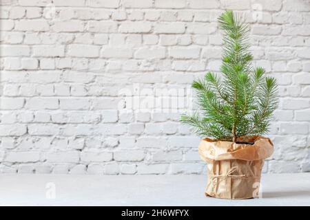 Petit arbre de Noël sur le fond de mur de briques, espace de copie, style minimaliste, concept zéro déchet Banque D'Images