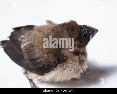 La communauté de Javan (Lonchura leucogastéroïdes) est une espèce de finch estrildid qui se trouve dans le sud de Sumatra, Java, Bali et Lombok, en Indonésie Banque D'Images