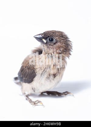 La communauté de Javan (Lonchura leucogastéroïdes) est une espèce de finch estrildid qui se trouve dans le sud de Sumatra, Java, Bali et Lombok, en Indonésie Banque D'Images