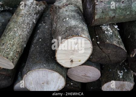 Photo de bûches de bois coupées empilées les unes sur les autres - parfait pour un arrière-plan Banque D'Images