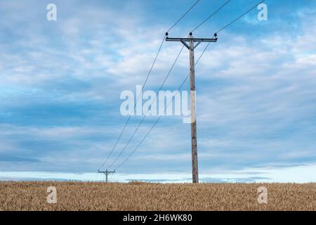 Lignes électriques soutenues par des poteaux télégraphiques en bois, traversant un champ de ferme, West Kyloe, Northumberland, Angleterre, Royaume-Uni Banque D'Images