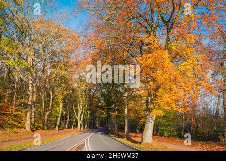 Dutch Forest Road en automne Banque D'Images