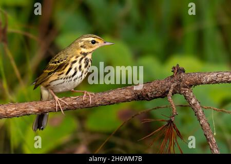 Pipit dos olive perching sur une perche regardant dans une distance Banque D'Images