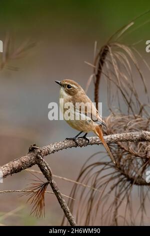 Femelle de Bushchat gris perching sur branche de pin séché regardant dans une distance Banque D'Images