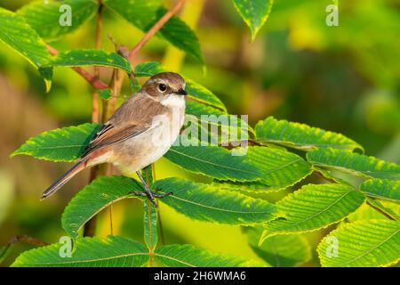 Femelle de Bushchat gris perching sur la branche d'arbre regardant dans une distance Banque D'Images