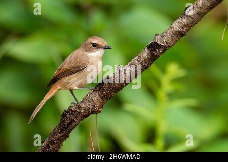 Femelle de Bushchat gris perching sur une perche regardant dans une distance Banque D'Images