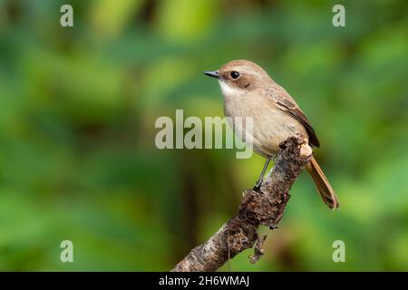 Femelle de Bushchat gris perching sur une perche regardant dans une distance Banque D'Images