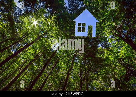 Maison en forme d'ouverture dans la canopée d'une forêt verte Banque D'Images