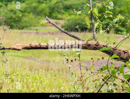 Boa constricteur dormant sur une branche d'arbre dans la campagne d'Oeiras, Piaui (nord-est du Brésil) Banque D'Images