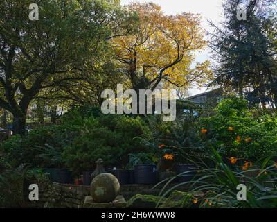 Le matin et le soleil ramasse les couleurs de l'automne sur le petit jardin de la lande Banque D'Images