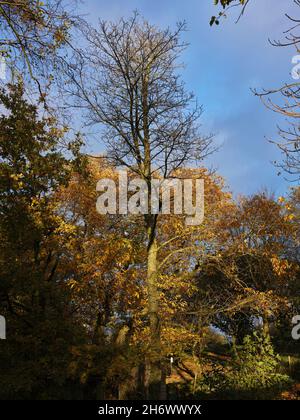 Le soleil ramasse les couleurs de l'automne sur la petite exploitation de la lande Banque D'Images