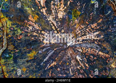 Gros plan sur la souche de l'arbre coupé.Texture du bois avec anneaux annuels, fissures, mousse, petite herbe, vue d'en haut,arrière-plan naturel Banque D'Images