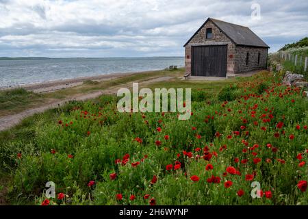 Une maison de bateau sur Lindisfarne, l'île Sainte , avec une part de coquelicots rouges sauvages. Banque D'Images