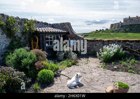 Jardin de Gertrude Jekyll sur Lindisfarne, île Sainte, au printemps, avec le château de Lindisfarne en arrière-plan. Banque D'Images