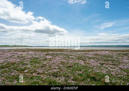 Des marais de roses de mer/armeria maritima, le long de la route de pèlerinage de St Cuthberts Way entre Lindisfarne, l'île Sainte, et le continent. Banque D'Images