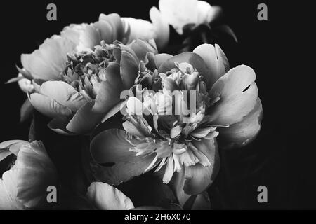 Magnifique bouquet de pivoines.Photo en noir et blanc.Carte à motif fleuri et affiche.Mise au point sélective Banque D'Images