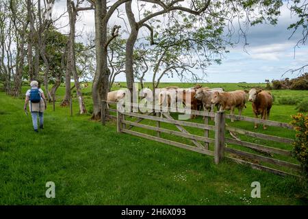 Un randonneur sur la route de pèlerinage de St Cuthbert, Northumberland, Royaume-Uni., avec des vaches qui la regardent passer. Banque D'Images