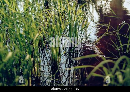 Gros plan des semis de riz dans le riz paddy pendant la saison de plantation Banque D'Images