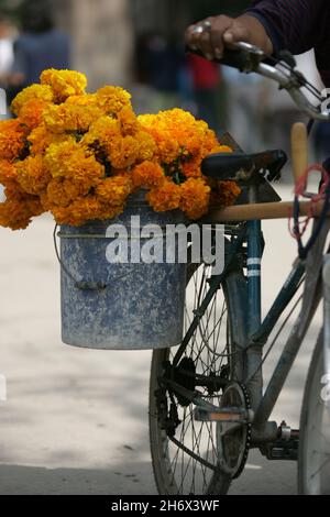 Offrant des marigolds jaune-orange, appelés cempasuchil, le jour des morts ou le jour de la mort.Aussi connu sous le nom de «Flor de Meurto», fleur des morts, ces fleurs sont pensées pour attirer les âmes des morts aux offrandes.Cette fête, qui honore les morts, est célébrée principalement au Mexique et par des personnes d'origine mexicaine, et coïncide avec les jours saints catholiques de la Toussaint et de la Journée des âmes.San Luis Potosi, Mexique.2 novembre 2007. Banque D'Images