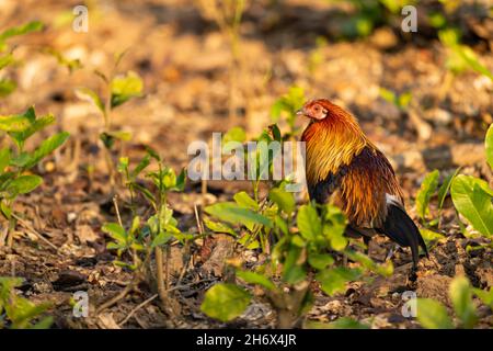 Le portrait d'oiseau de junglewhibou rouge ou de Gallus gallus est l'ancêtre sauvage de la volaille ou du poulet domestique en plein soleil d'hiver au parc national jim corbett en inde Banque D'Images