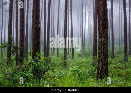 Pins d'une plantation commerciale dans la brume, lui donnant un sentiment enchanté, à Magoebaskloof, Afrique du Sud. Banque D'Images