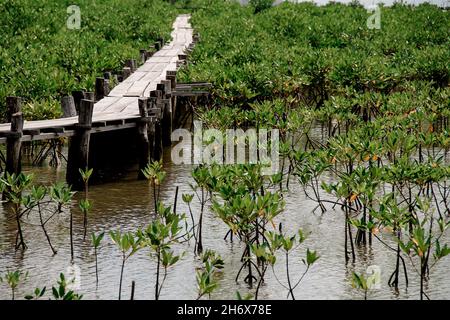 Sentier en bois au milieu d'une zone de conservation de mangrove où les semis sont replantés Banque D'Images