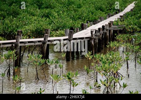 Sentier en bois au milieu d'une zone de conservation de mangrove où les semis sont replantés Banque D'Images