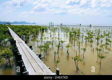 Plantules de mangrove dans le sanctuaire de mangroves de Trapeang Sankae à Kampot au Cambodge comme un effort de reboisement côtier Banque D'Images