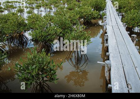 Plantules de mangrove dans le sanctuaire de mangroves de Trapeang Sankae à Kampot au Cambodge comme un effort de reboisement côtier Banque D'Images