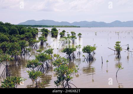 Plantules de mangrove dans le sanctuaire de mangroves de Trapeang Sankae à Kampot au Cambodge comme un effort de reboisement côtier Banque D'Images