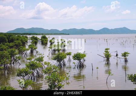 Plantules de mangrove dans le sanctuaire de mangroves de Trapeang Sankae à Kampot au Cambodge comme un effort de reboisement côtier Banque D'Images