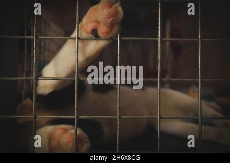 Un chat sauvé patte contre une cage montrant le concept de sauvetage des animaux, le bénévolat et l'espoir pour les animaux errants Banque D'Images