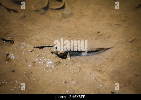 Un mudskipper ou Periophthalmus barbarus, un poisson amphibie camouflé avec le marais boueux Banque D'Images