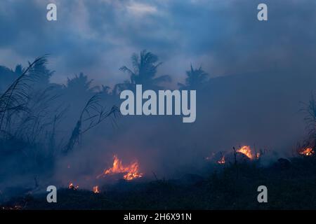 Feu de forêt la nuit.Les buissons brûlent, l'air est pollué par la fumée.Incendie, gros plan.Déforestation environnement jungle.Les agriculteurs brûlent la forêt tropicale Banque D'Images