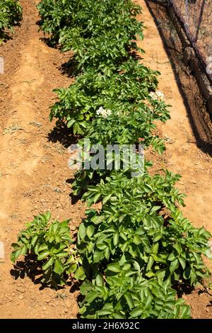 Une seule rangée de plants de pommes de terre plantés dans un sol sablonneux. Banque D'Images