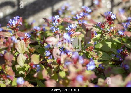 Gros plan de petites fleurs de plumbago chinois Banque D'Images