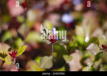 Gros plan de petites fleurs de plumbago chinois Banque D'Images