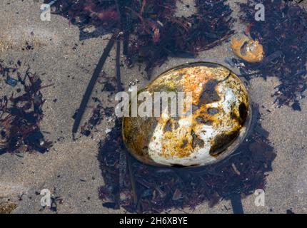 gros galets couverts d'algues dans un rockpool ou un dépool sur la plage ou sur la mer, roche solitaire sur une plage de sable dans une piscine entourée d'algues. Banque D'Images