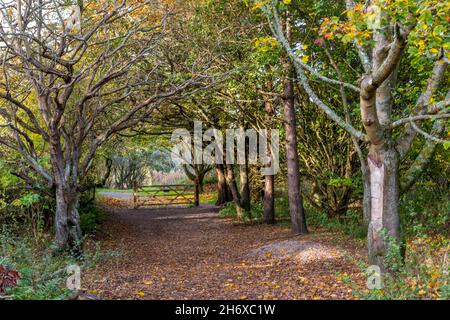 sentier à travers les bois et la forêt d'automne, sentier public à travers la forêt boisée en automne, sentier bordé d'arbres à travers la cosse et la forêt. Banque D'Images