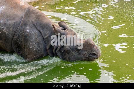 Photo des rhinocéros indiens Rhinoceros unicornis entrant dans l'eau Banque D'Images