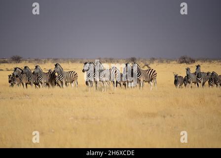 Troupeau de Zèbres de Burchell dans le parc national d'Etosha, Namibie Banque D'Images