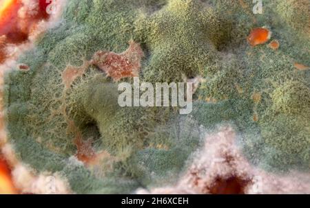 Moule vert sur une surface alimentaire en gros plan.Champignons de croissance colorés sur un aliment.Moule vert Banque D'Images