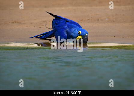 Macaw de jacinthe (Anodorhynchus hyacinthinus) eau potable dans la rive de la rivière.Pantanal, Brésil Banque D'Images