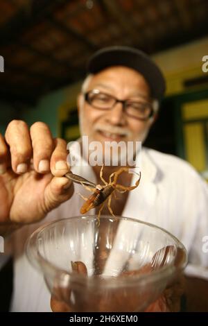 Itabuna, bahia, brésil - 16 juin 2011 : personne tenant un insecte scorpion trouvé dans une résidence dans la ville d'Itabuna. Banque D'Images