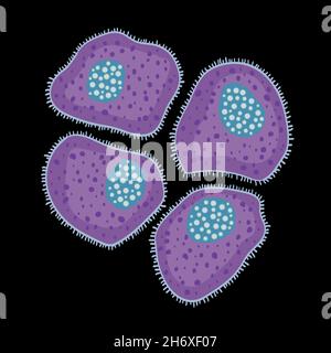 Système immunitaire inné: Mastocytes, illustration vectorielle Illustration de Vecteur