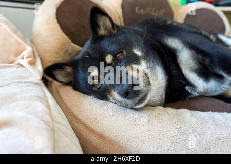 Gros plan d'un chien Shiba Inu allongé sur le canapé Banque D'Images