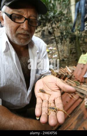 Itabuna, bahia, brésil - 16 juin 2011 : personne tenant un insecte scorpion trouvé dans une résidence dans la ville d'Itabuna. Banque D'Images