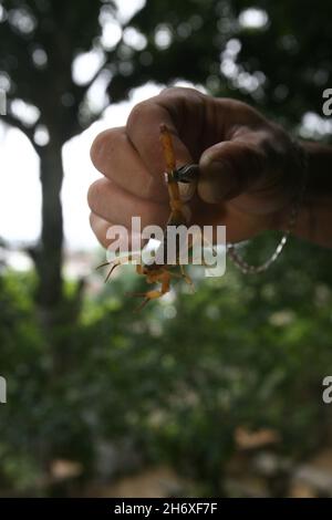 Itabuna, bahia, brésil - 16 juin 2011 : personne tenant un insecte scorpion trouvé dans une résidence dans la ville d'Itabuna. Banque D'Images